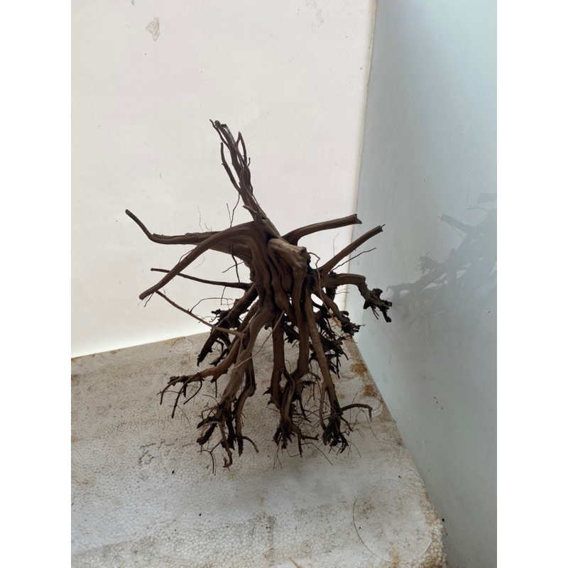 LŨA KIM SA TÙNG DÁNG BONSAI - 60k/ 1 gốc