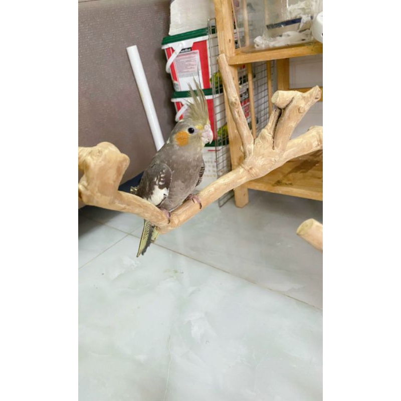 Cành cây cho chim, sóc đậu cao 35 cm