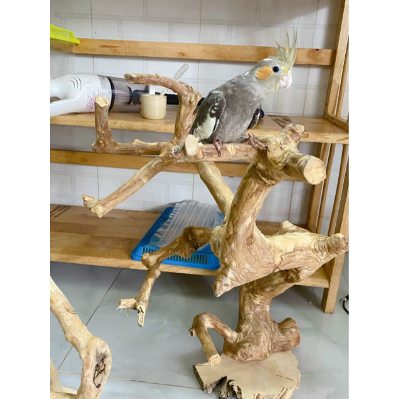 Cành cây cho chim, sóc đậu cao 35 cm