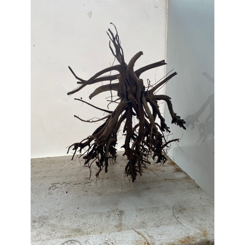 LŨA KIM SA TÙNG DÁNG BONSAI - 60k/ 1 gốc