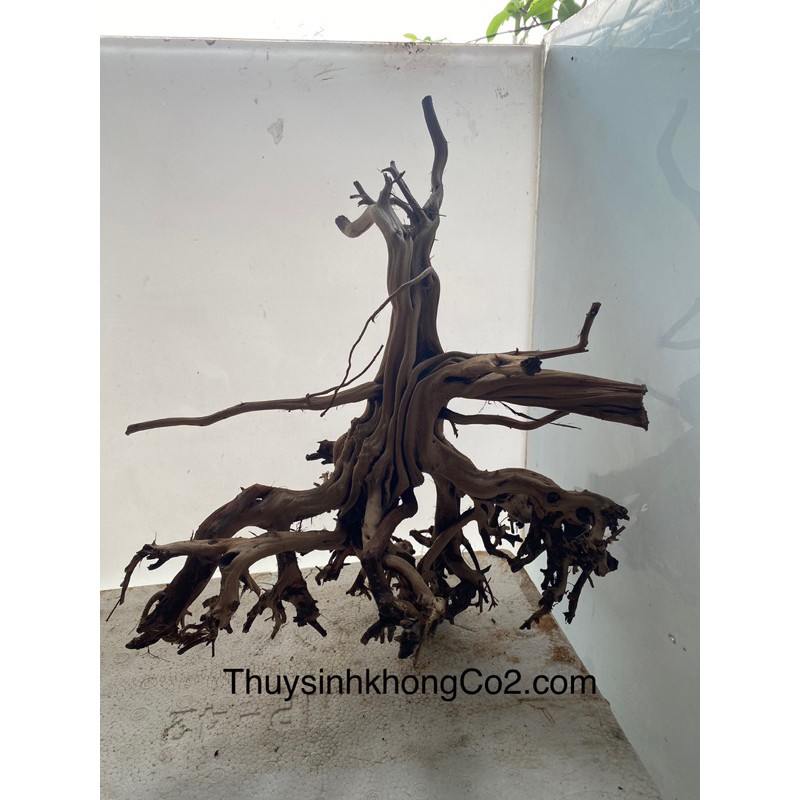 LŨA KIM SA TÙNG DÁNG BONSAI - 60k/ 1 gốc