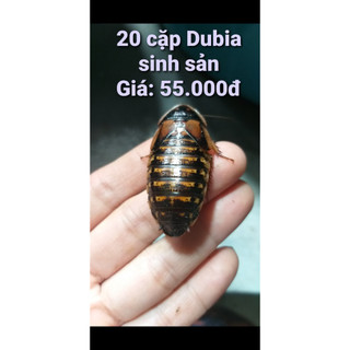 Thêm 2 cặp trừ hao khi mua 20 cặp gián dubia size sinh sản