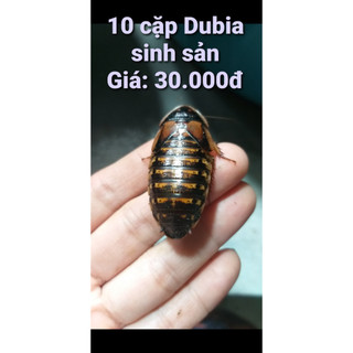 THÊM 2 CẶP TRỪ HAO KHI MUA 10 CẶP GIÁN DUBIA SIZE SINH SẢN