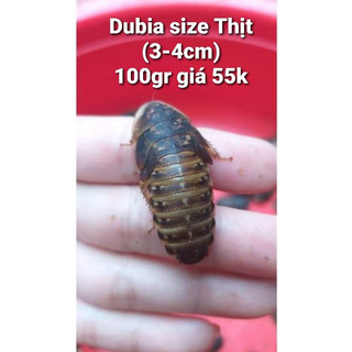 Thêm 10g trừ hao khi mua 100g dubia size lớn từ 55 - 65 con