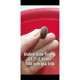 Thêm 20 con trừ hao khi mua 100 con gián dubia size trung
