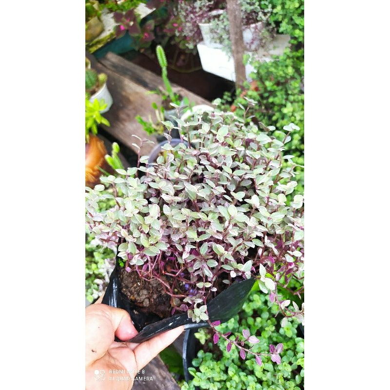 Cây thài lài pink lady