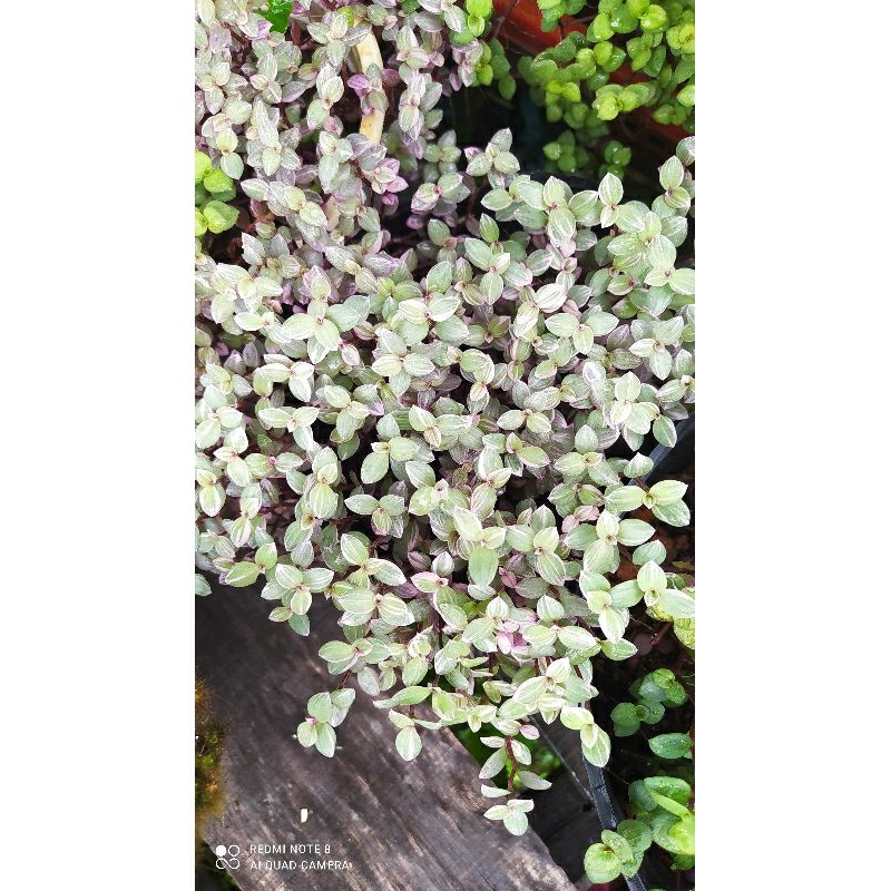 Cây thài lài pink lady