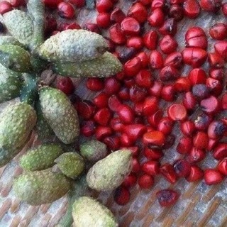 hạt dổi nếp tây bắc - gói dùng thử [30 hạt]