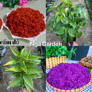 Cây giống lá cẩm tím, cây lá cẩm đỏ 20-30 cm