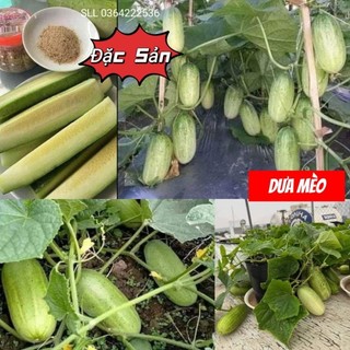 Hạt Giống Dưa Mèo  Siêu To  25 hạt 💯 Đặc Sản Dưa Miền Núi💞 Ăn Cực Ngon