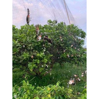 Lưới chim, lưới tàng hình, loại 1 chính hãng 30m 50m