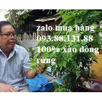 1 Chậu Cây Xào Dông rừng Núi Chúa Ninh Thuận vị ngon đặc trưng, tốt cho tiêu hóa.