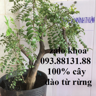 Cây Xào Dông Rừng chuẩn hàng tự nhiên _ một trong tứ đại cây Ẩm thực Ninh Thuận