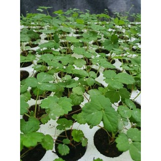 Combo 10 cây dâu tây bạch tuyết cấy mô