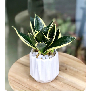 Cây lưỡi hổ mini để bàn cao 15cm kèm chậu sứ giúp thanh lọc không khí