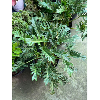 Trầu bà chân vịt (philodendron xanadu)