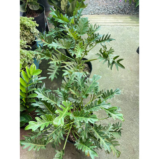 Trầu bà chân vịt (philodendron xanadu)