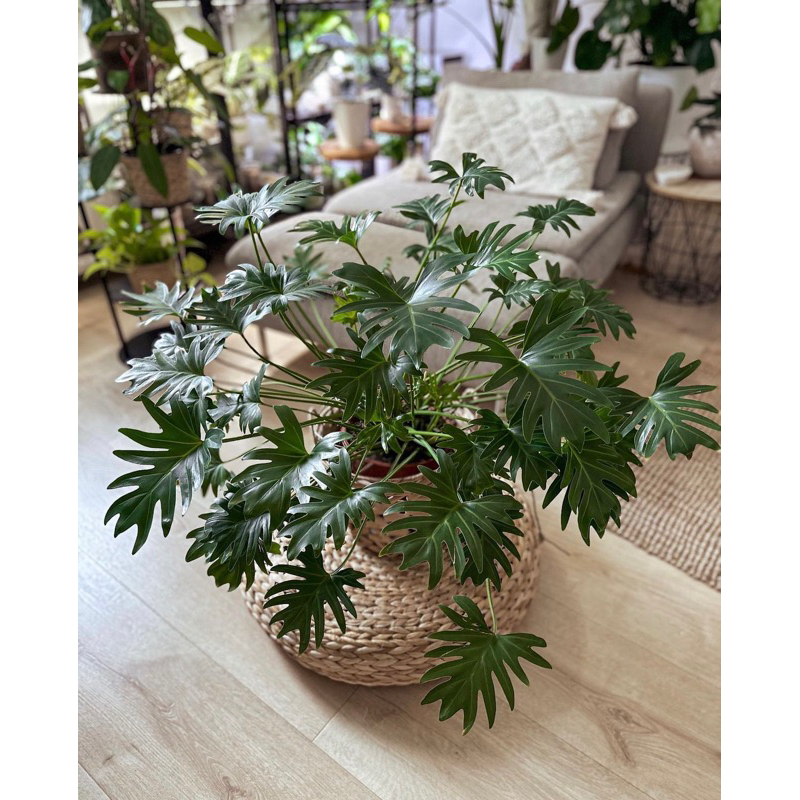 Trầu bà chân vịt (philodendron xanadu)
