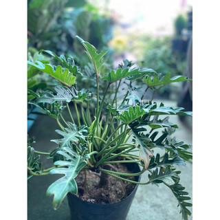 Trầu bà chân vịt (philodendron xanadu)