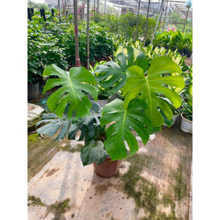Cây trầu bà lá xẻ to 3 thân 70cm , tán rộng lá to đẹp.@