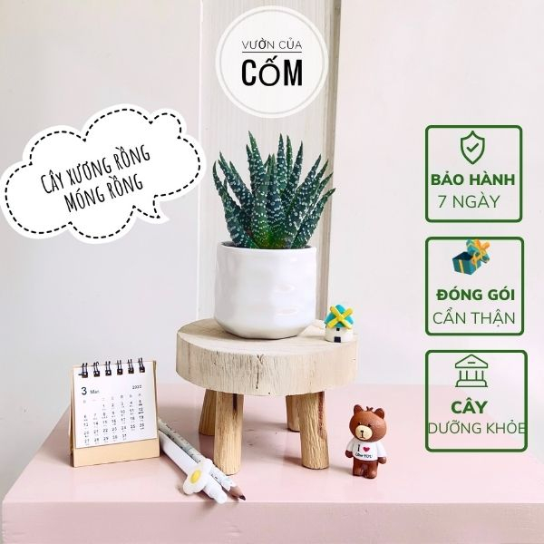 Cây xương rồng móng rồng để bàn kết hợp cùng chậu sứ trắng size 7x7cm.Tặng kèm túi sỏi nhỏ trang trí. Quà tặng ý nghĩa.