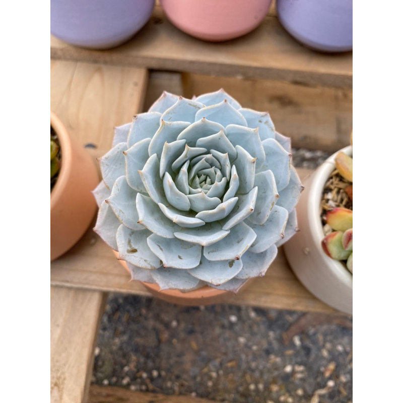 Combo sen đá kèm chậu sứ đủ màu