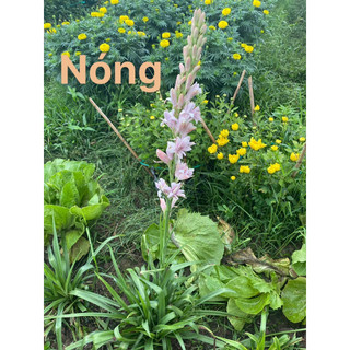 CỦ GIỐNG HOA HUỆ TÍM KÉP