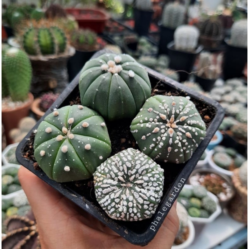 set chậu 4 cây aster to khỏe đẹp