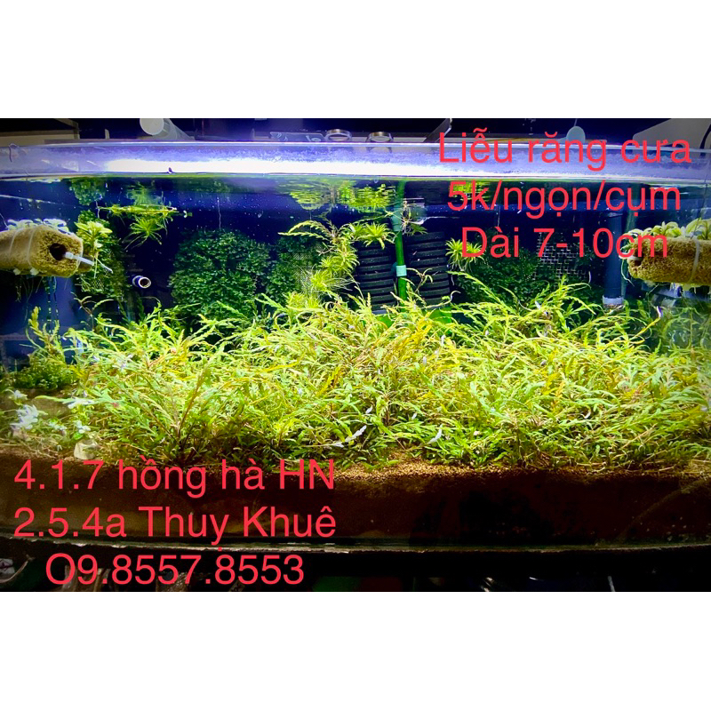 Nền trộn thuỷ sinh 20k/kg