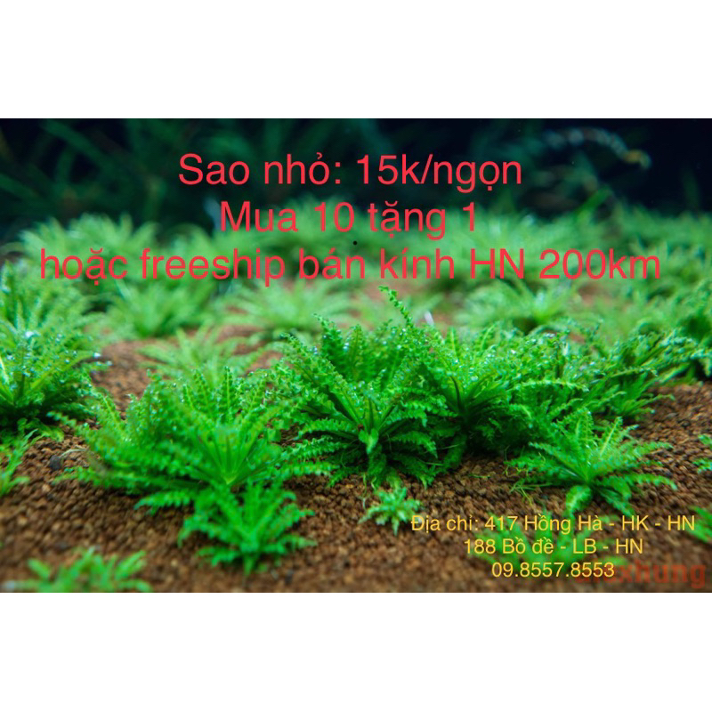 Nền trộn thuỷ sinh 20k/kg
