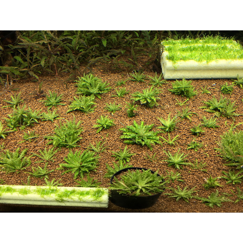 Nền trộn thuỷ sinh 20k/kg