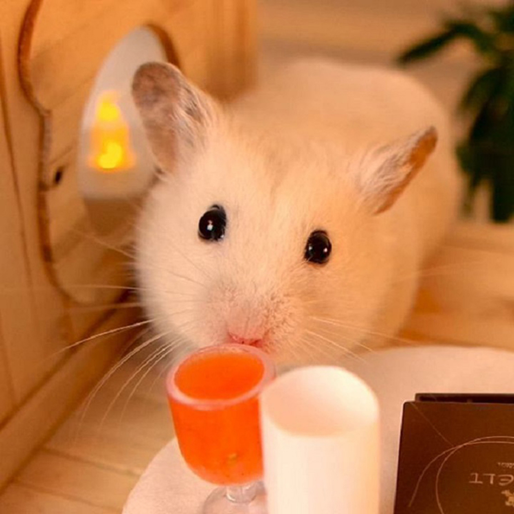 CÁT TẮM HAMSTER SIÊU THƠM