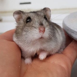 Đá mài răng hamster canxi