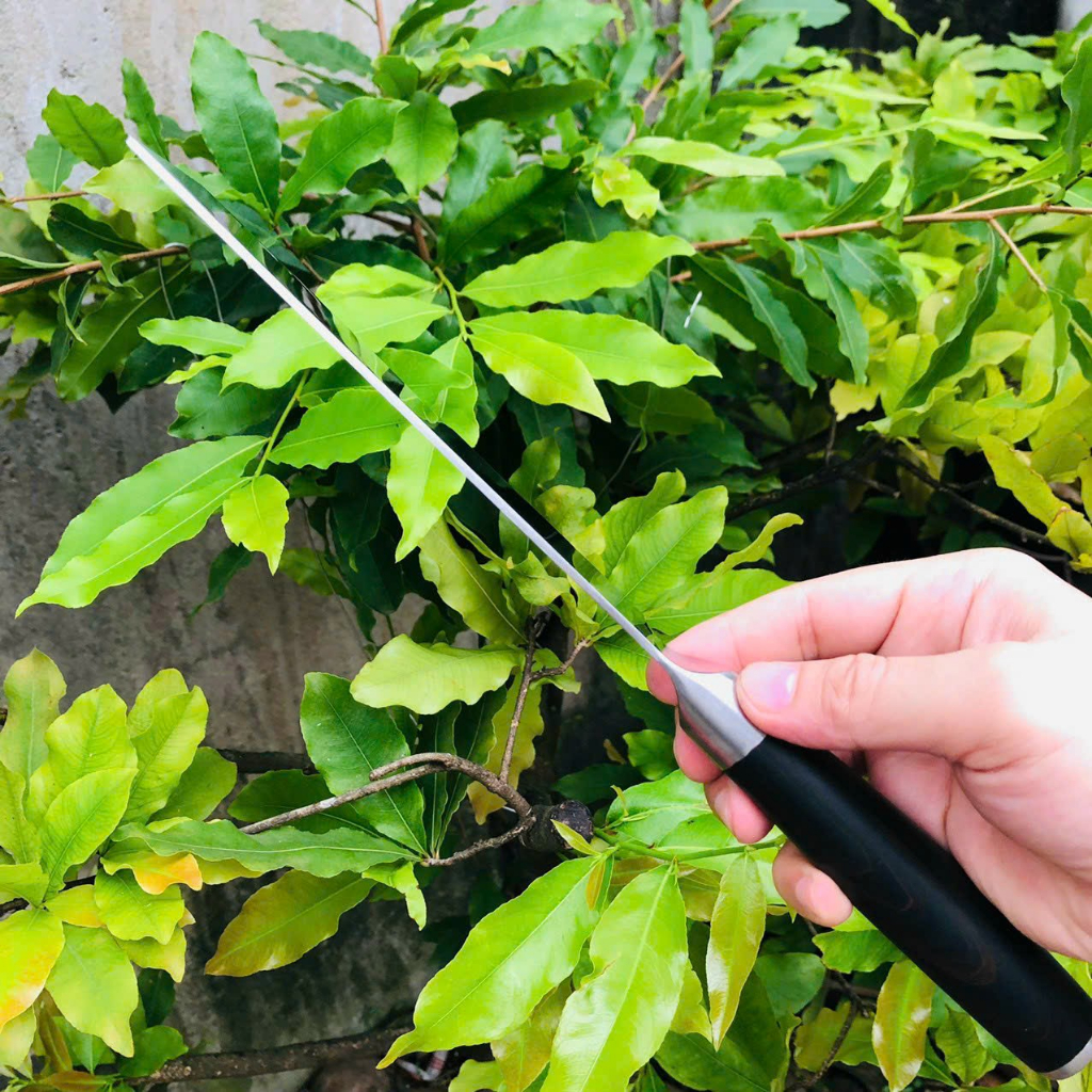 Dao Kai Nhật Mẫu Vuông dùng thái lọc, hàng chính hãng