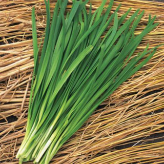 Hạt giống hẹ tây rado 521