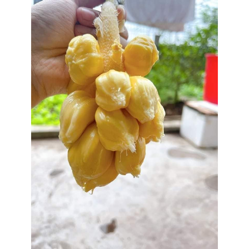 Cây giống mít ướt ta siêu sớm