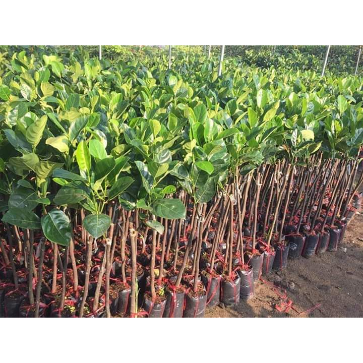 Cây giống mít ướt ta siêu sớm
