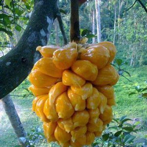 Cây giống mít ướt ta siêu sớm