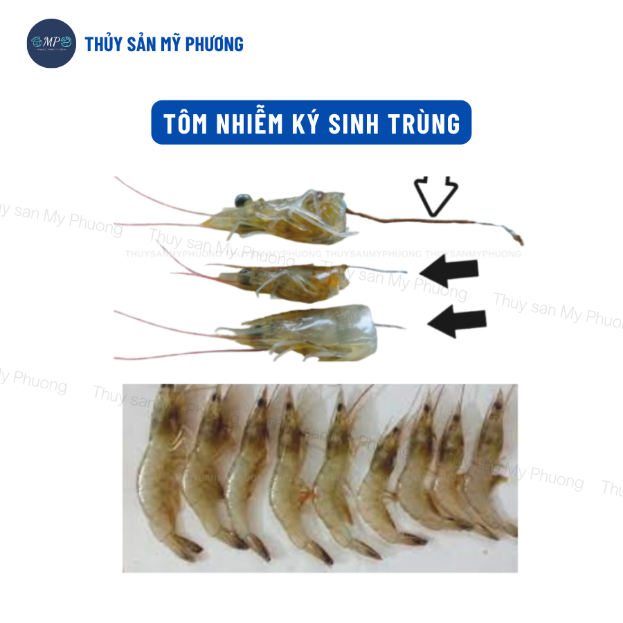 Ks gan tat Thái chuyên gan sưng vàng mờ ứ nước mủ Scanviron rớt đáy tấp mé ehp Vibrio phát sáng tôm thẻ cá lươn ếch ốc b