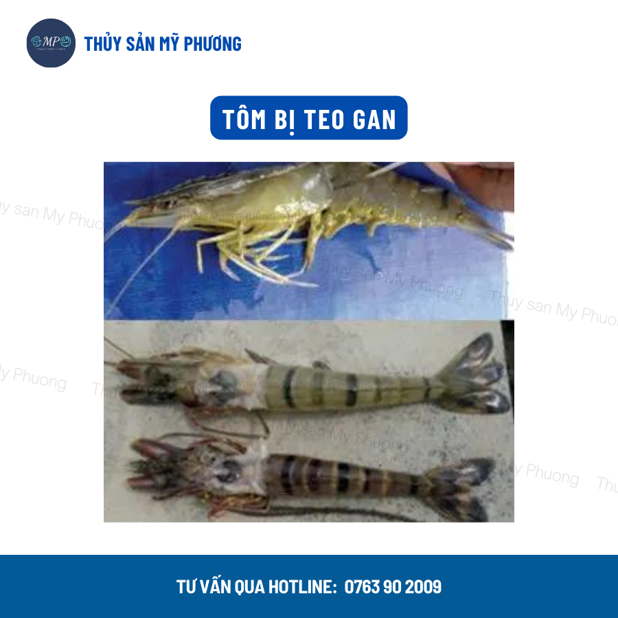 Ks gan tat Thái chuyên gan sưng vàng mờ ứ nước mủ Scanviron rớt đáy tấp mé ehp Vibrio phát sáng tôm thẻ cá lươn ếch ốc b