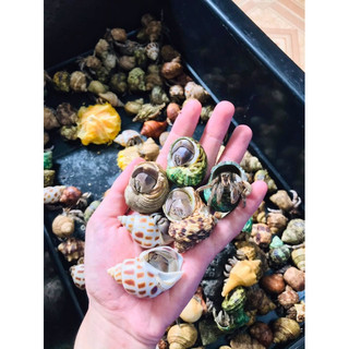 OMH dòng rugos size lớn