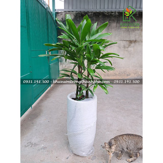 Cây Mật Cật, Cây trúc mây (cây chưa gồm chậu)