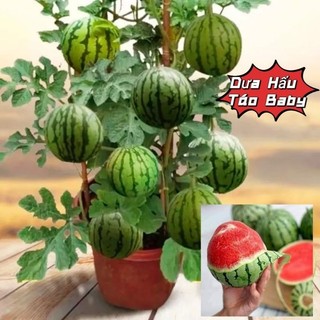 Hạt Giống Dưa Hấu Táo BaBy 💯 Leo Dàn, Ngọt Lịm💞 Cực Kỳ Dễ Trồng