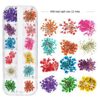 Cánh hoa khô mix màu trang trí móng