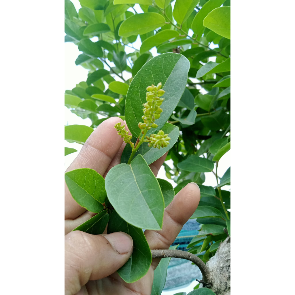 Cây giống chòi mòi, cây ghép cho trái sau 18 tháng