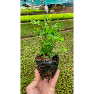 Cây cỏ lạc nhiều nhánh sum suê hoa vàng @