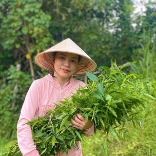 Cây bìm bịp (xương khỉ 1 kg) khô