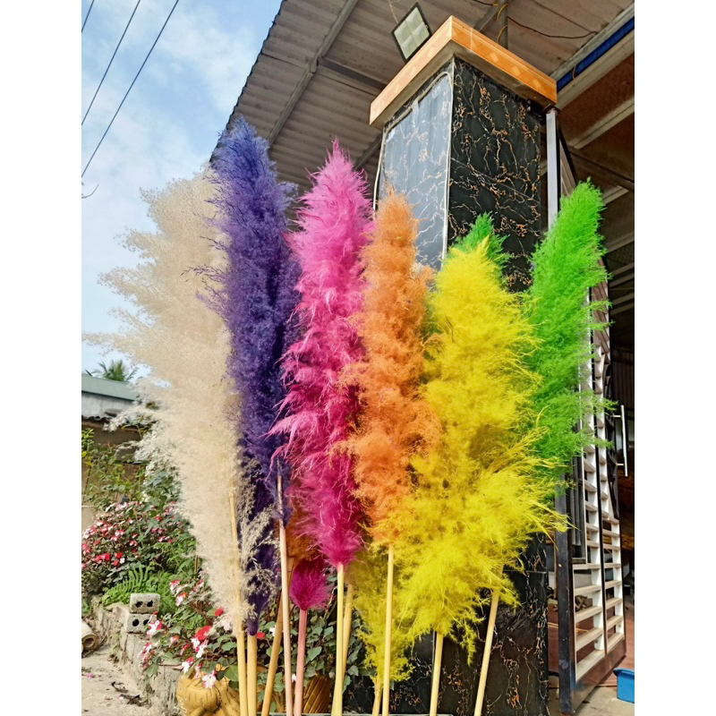 Hoa cỏ lau nhuộm màu decor trang trí nhà cửa ,spa,tiệc cưới
