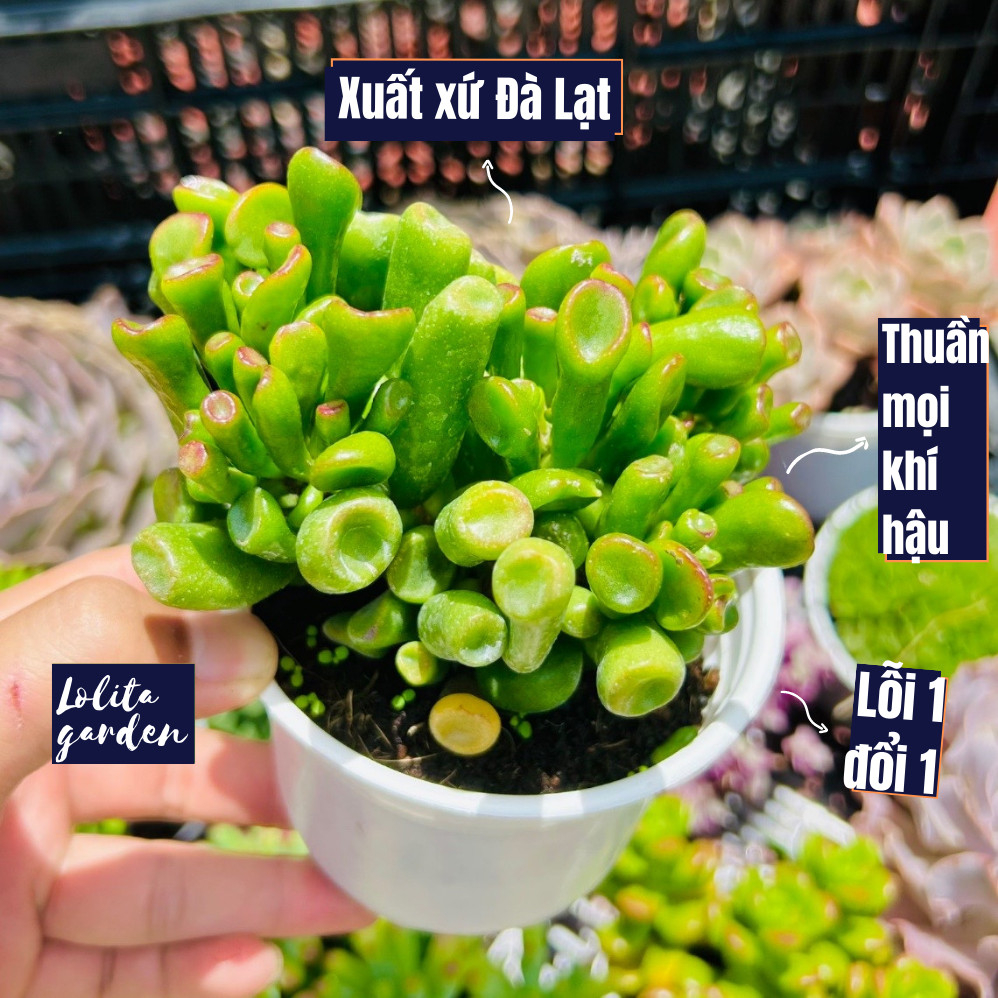Sen đá ống điếu Đà Lạt size trung bình cây cảnh trang trí nhà cửa Lolita garden
