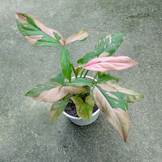 Syngonium Pink Splash - Cây trầu bà hồng cao 15cm.